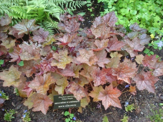 50 semillas de flores Micrantha HEUCHERA / CORAL BELLS moradas del palacio