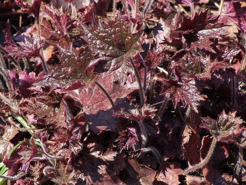 50 semillas de flores Micrantha HEUCHERA / CORAL BELLS moradas del palacio