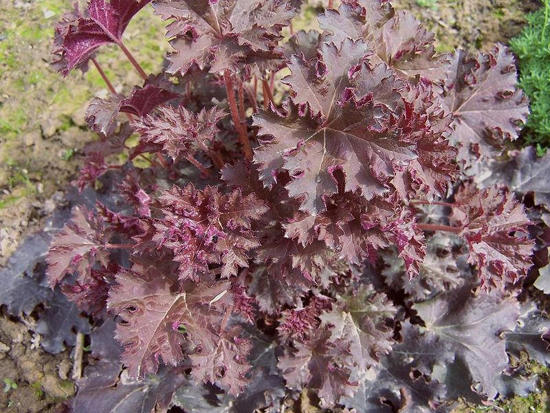50 semillas de flores Micrantha HEUCHERA / CORAL BELLS moradas del palacio