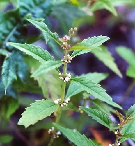 20 MARRUBIO DE AGUA Lycopus Americanus Semillas de flores de hierba bugleweed americana