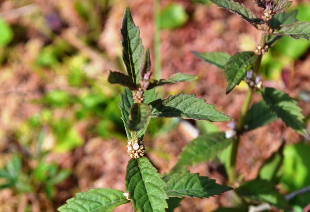 20 WATER HOREHOUND Lycopus Americanus American Bugleweed Herb Flower Seeds