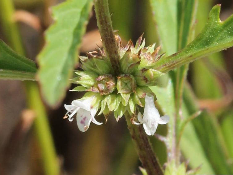 20 WATER HOREHOUND Lycopus Americanus American Bugleweed Herb Flower Seeds