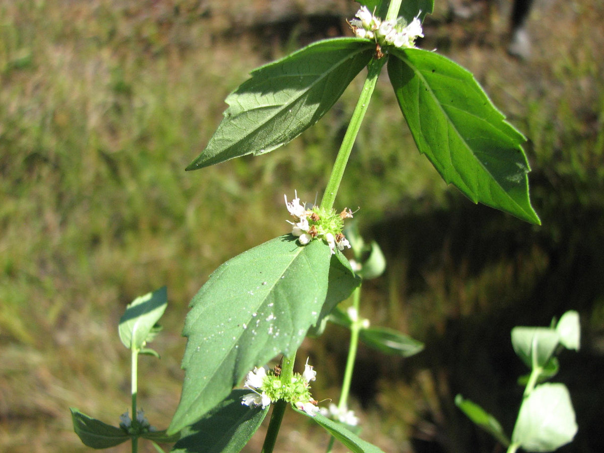 20 WATER HOREHOUND Lycopus Americanus American Bugleweed Herb Flower Seeds