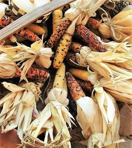 50 semillas de maíz indio MINI MIX, mazorcas miniatura de 4 pulgadas, Zea Mays ornamental.