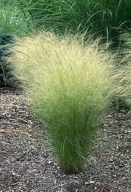 25 semillas de Stipa Tenuissima, colas de caballo ornamentales, hierba pluma mexicana, susurro del viento