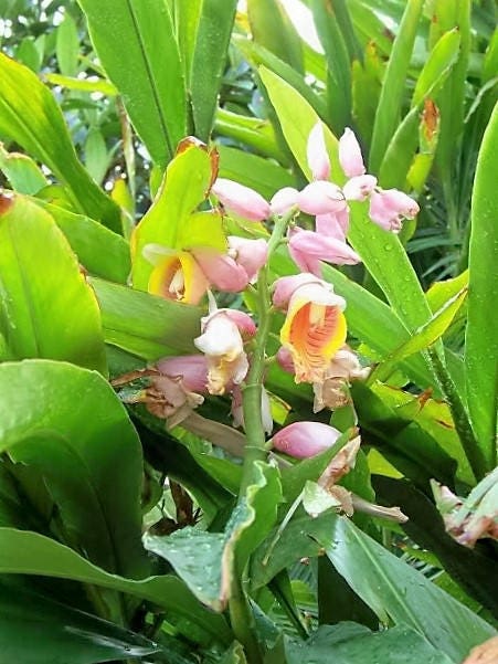 5 KAT GINGER Semillas de hierbas de flores de Alpinia Katsumadai Hayata de concha rosa y amarilla