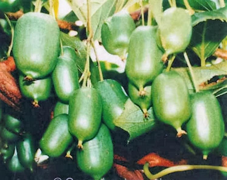 20 semillas de kiwi comestibles de Actinidia Kolomikta, fruto abigarrado de ARCTIC BEAUTY
