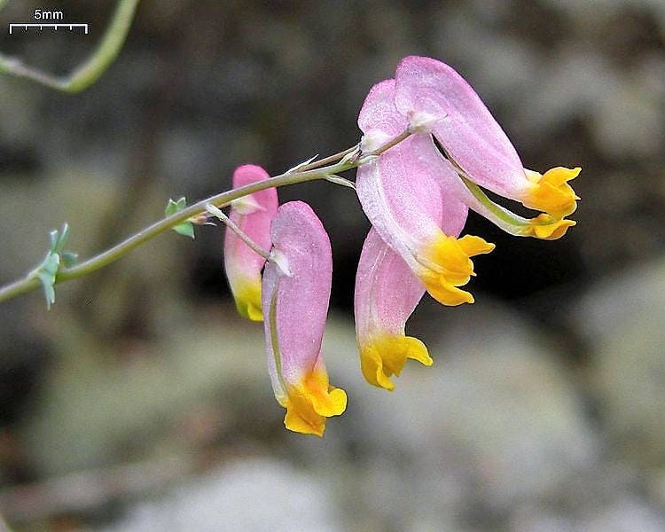 50 ROCK HARLEQUIN Pink & Yellow Corydalis Sempervirens Flower Seeds