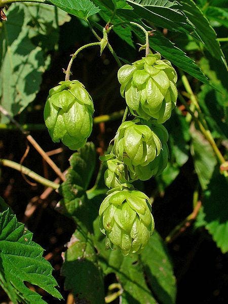 25 LÚPULOS COMUNES Semillas de Humulus Lupulus europeo Ingredientes para elaborar cerveza