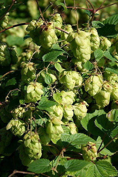25 LÚPULOS COMUNES Semillas de Humulus Lupulus europeo Ingredientes para elaborar cerveza