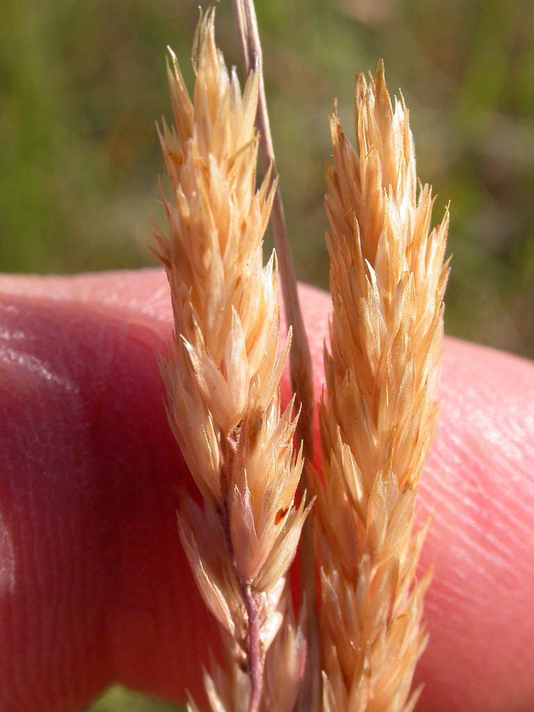 1500 PRAIRIE JUNEGRASS Koeleria Cristata June Crested Hair Grass Flower Seeds