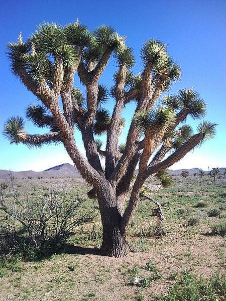 5 semillas de suculentas de cactus, palmeras, yucas, brevifolias, flores blancas