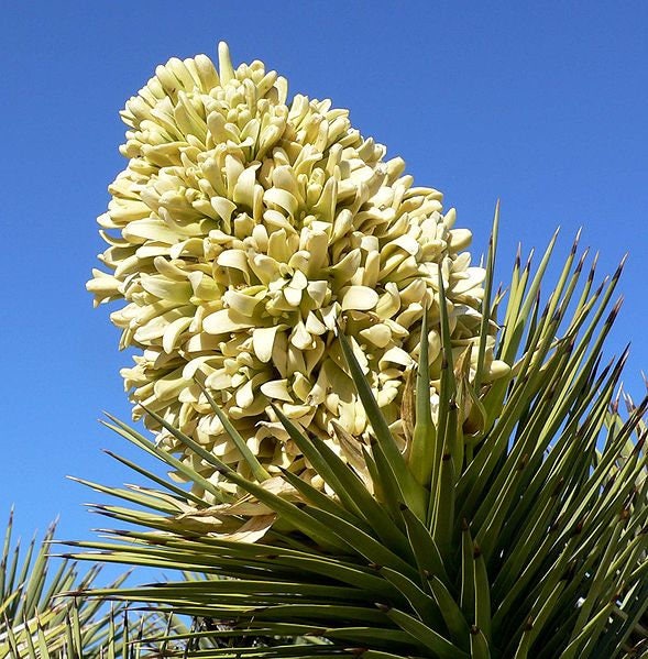 5 semillas de suculentas de cactus, palmeras, yucas, brevifolias, flores blancas