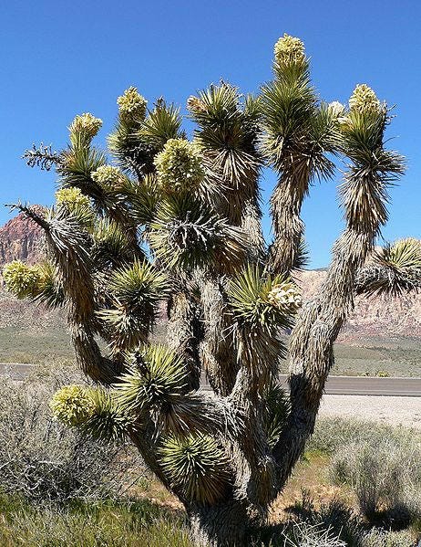 5 JOSHUA TREE Palm Tree Yucca Brevifolia White Flowers Cactus Succulent Seeds