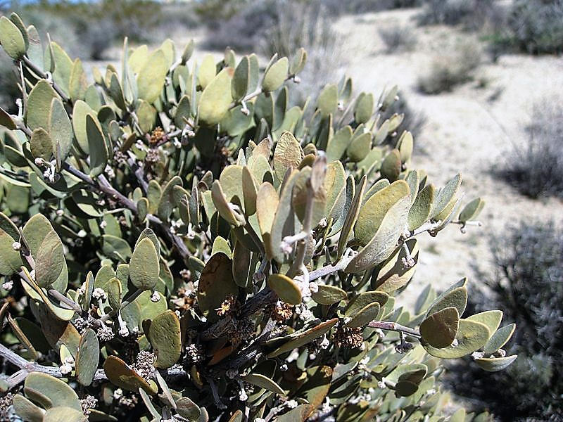 5 JOJOBA Simmondsia Chinensis Fruit Nut Oil Evergreen Shrub Seeds