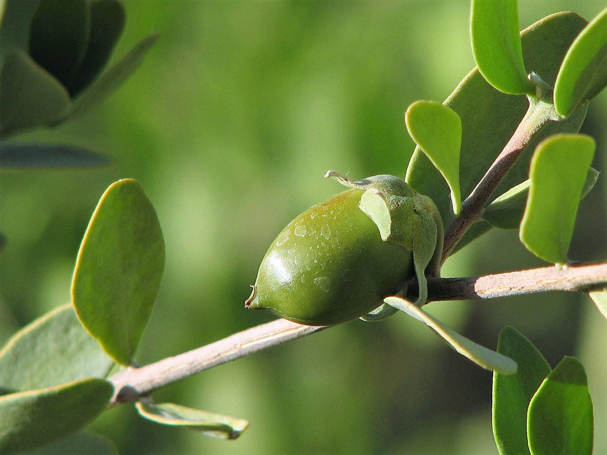 5 JOJOBA Simmondsia Chinensis Fruit Nut Oil Evergreen Shrub Seeds