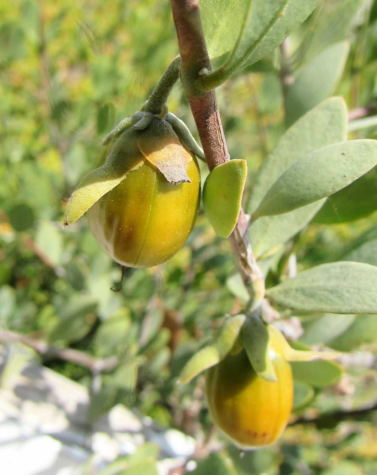 5 JOJOBA Simmondsia Chinensis Fruit Nut Oil Evergreen Shrub Seeds