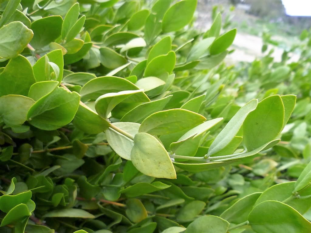 5 JOJOBA Simmondsia Chinensis Fruit Nut Oil Evergreen Shrub Seeds
