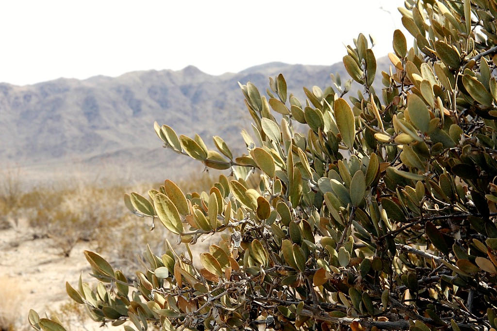 5 semillas de JOJOBA (Simmondsia Chinensis), aceite de nuez, arbusto perenne