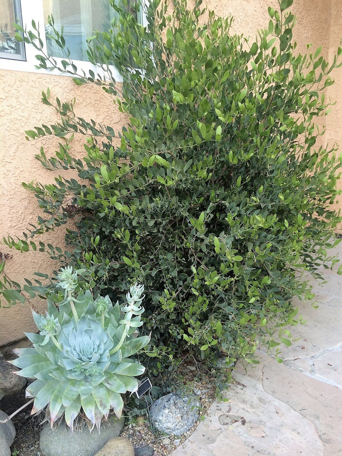5 JOJOBA Simmondsia Chinensis Fruit Nut Oil Evergreen Shrub Seeds