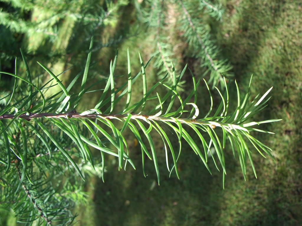 25 ALERCE JAPONÉS Conos de pino de coníferas Bonsai Larix Kaempferi Semillas