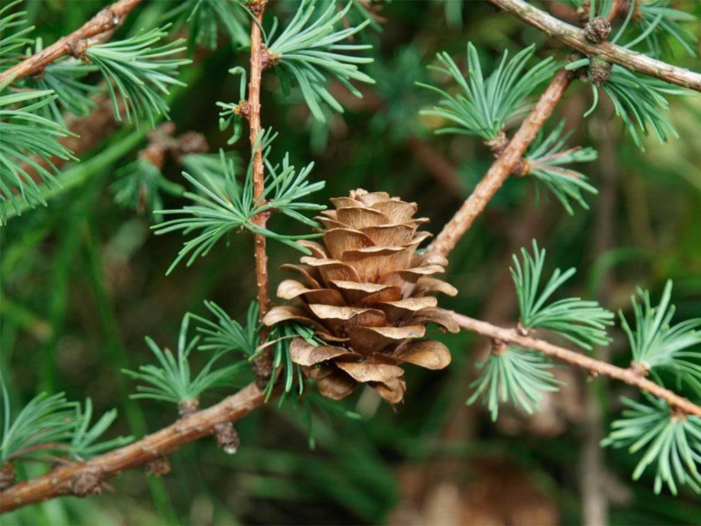 25 ALERCE JAPONÉS Conos de pino de coníferas Bonsai Larix Kaempferi Semillas