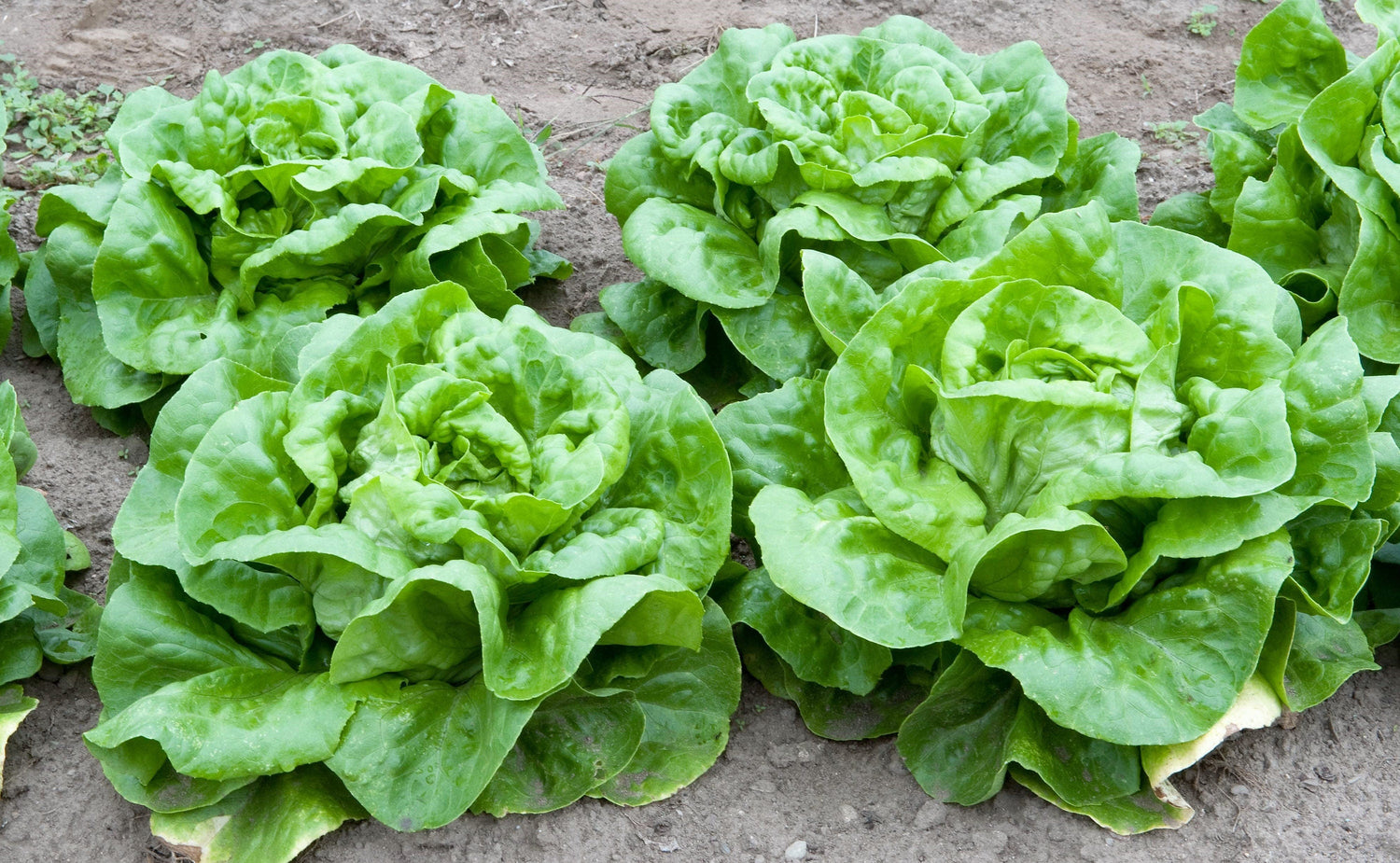 3000 Lechuga Boston Blanca de 30 cm, Semillas de Lactuca Sativa, Mantequilla Verde