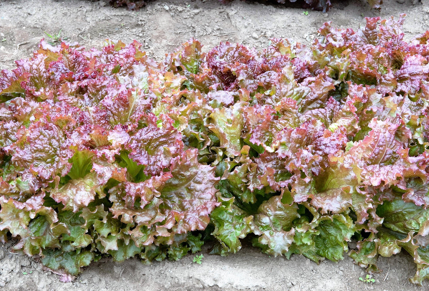 3000 LECHUGA PRIZEHEAD Hojas sueltas Tempranas Semillas de hortalizas Lactuca roja Prize Head