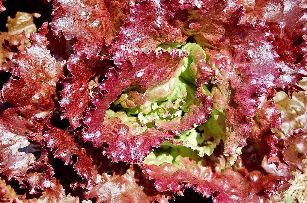 3000 LECHUGA PRIZEHEAD Hojas sueltas Tempranas Semillas de hortalizas Lactuca roja Prize Head