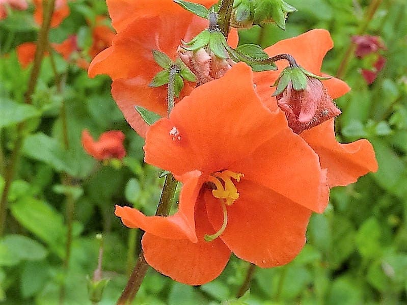 50 SCARLET MASK FLOWER Hummingbird Plant Red Alonsoa Warscewiczii Seeds