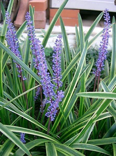 5 semillas de flores de Liriope Muscari, también conocido como Big Blue Lily Turf / Monkey Grass