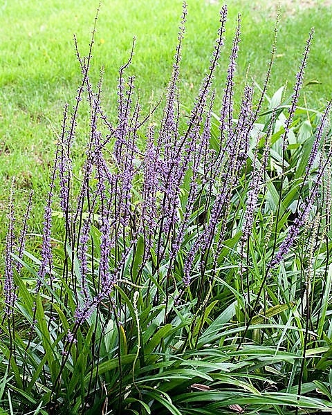 5 LILYTURF Liriope Muscari aka Big Blue Lily Turf / Monkey Grass Flower Seeds