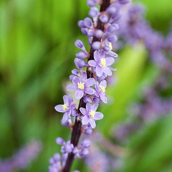 5 LILYTURF Liriope Muscari aka Big Blue Lily Turf / Monkey Grass Flower Seeds