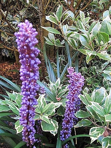 5 LILYTURF Liriope Muscari aka Big Blue Lily Turf / Monkey Grass Flower Seeds