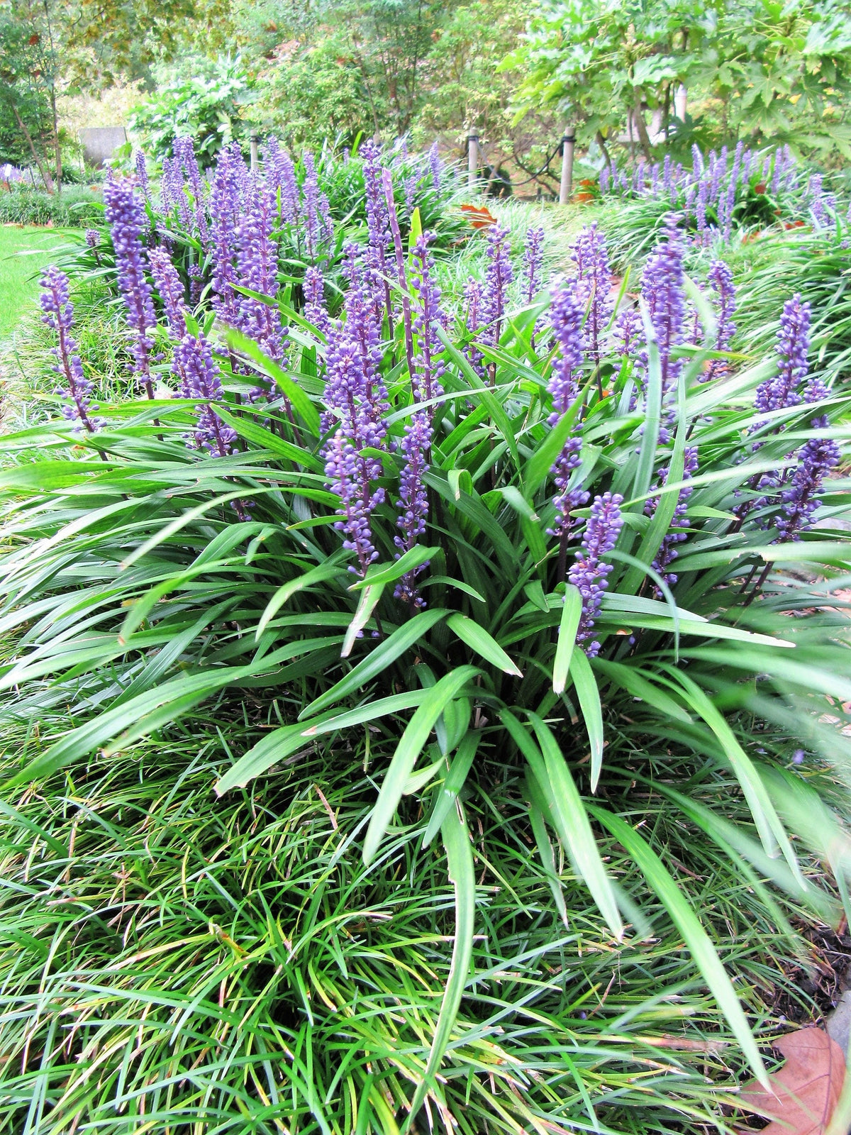 5 LILYTURF Liriope Muscari aka Big Blue Lily Turf / Monkey Grass Flower Seeds