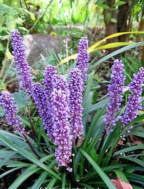 5 LILYTURF Liriope Muscari aka Big Blue Lily Turf / Monkey Grass Flower Seeds