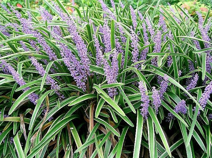 5 LILYTURF Liriope Muscari aka Big Blue Lily Turf / Monkey Grass Flower Seeds
