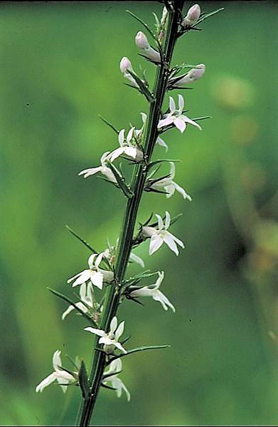 300 semillas de lobelia spicata de color azul claro y vertical