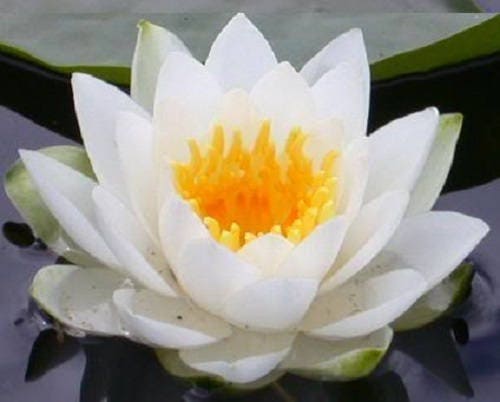 Nelumbo nucifera de loto orgánico de 3 colores mixtos, nenúfar de estanque, flor azul roja, semillas grandes