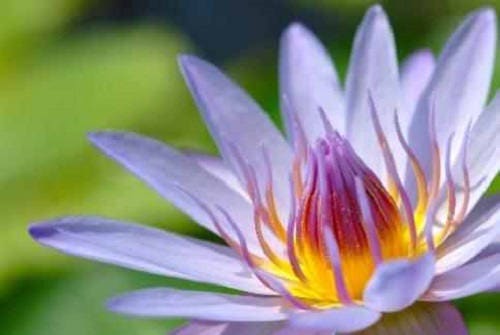 Nelumbo nucifera de loto orgánico de 3 colores mixtos, nenúfar de estanque, flor azul roja, semillas grandes