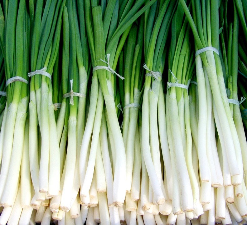 300 semillas de cebolla de racimo NEBUKA de hoja perenne, Allium fistulosum japonés