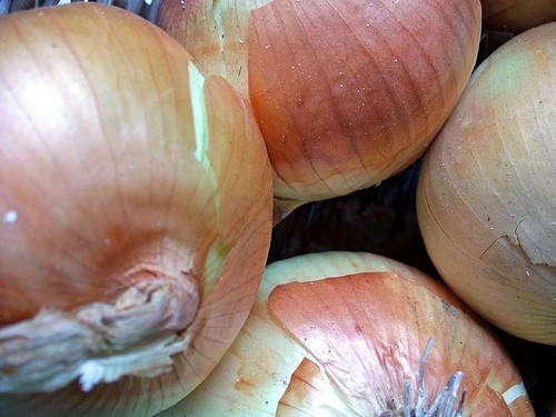 400 semillas de cebolla de grano temprana de Texas, semillas grandes de Allium Cepa amarilla dulce