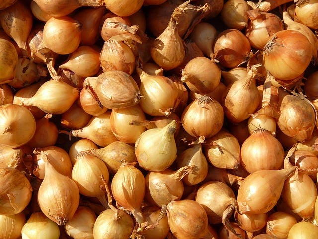 400 semillas de cebolla de grano temprana de Texas, semillas grandes de Allium Cepa amarilla dulce
