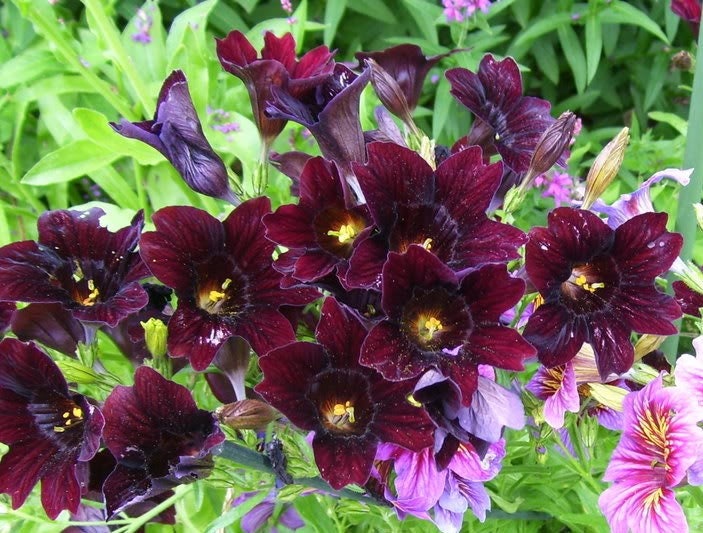 25 semillas de flores de Salpiglossis Sinuata Paisley (lengua pintada de negro chilena)