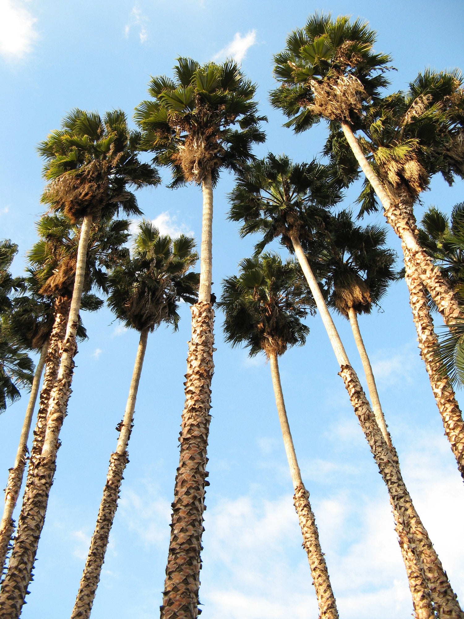 30 semillas de palmera de abanico de California, Washingtonia filifera, enagua del desierto de Arizona