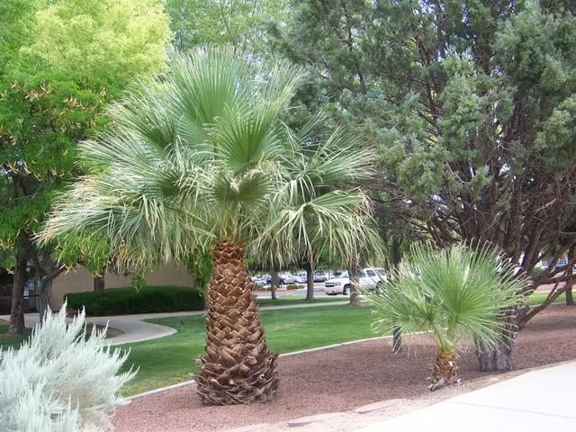 30 semillas de palmera de abanico de California, Washingtonia filifera, enagua del desierto de Arizona