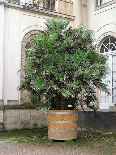 5 semillas de palmera mediterránea de abanico, arbusto enano europeo, Chamaerops humilis
