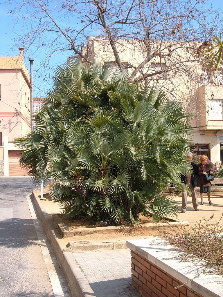 5 MEDITERRANEAN FAN PALM European Dwarf Tree Shrub Chamaerops Humilis Seeds
