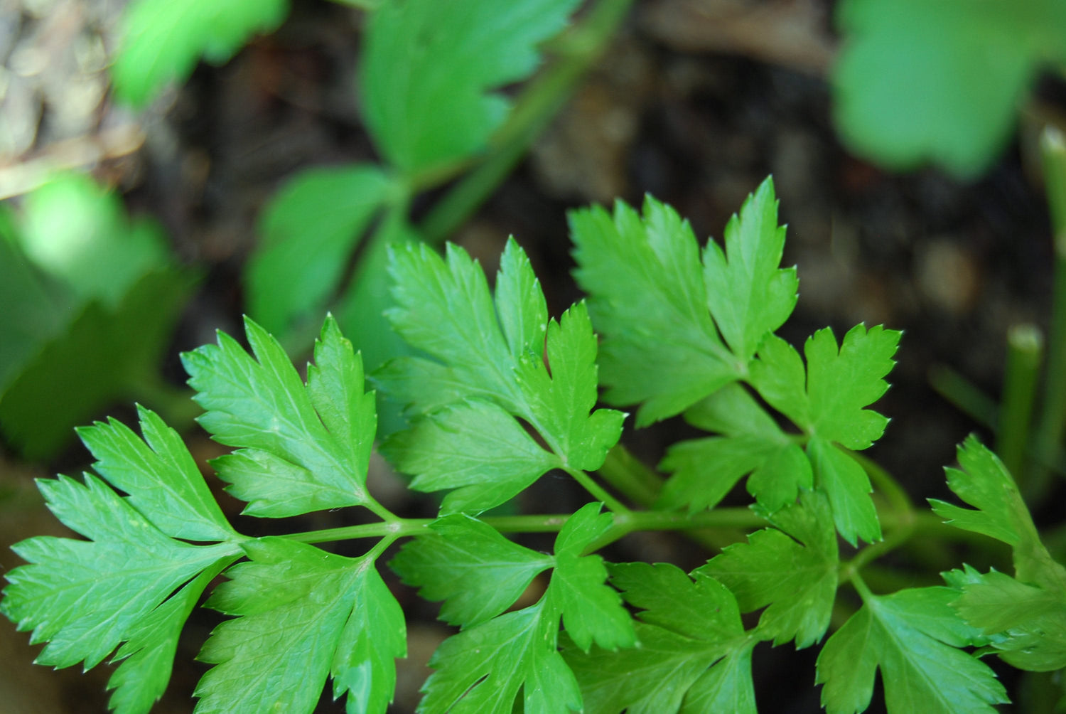 1500 FLAT LEAF PARSLEY Seeds Petroselinum Crispum Plain Single Italian Parsley Seeds
