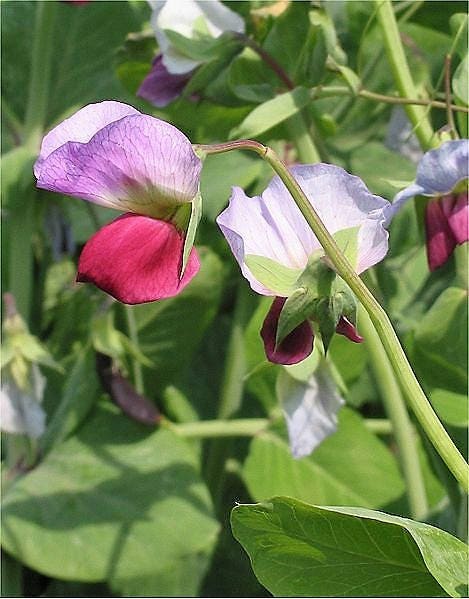 50 semillas de guisante de invierno austríaco, flor de caley, Pisum sativum, cultivo de cobertura vegetal, leguminosas